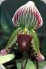 Paph. callosum